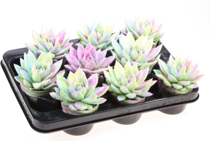 Ехеверія Міранда гліттер, артикул: 54998 Зображення товару Ехеверія Міранда гліттер, артикул: 54998