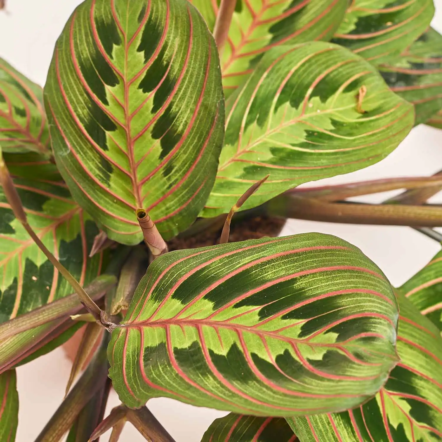 Маранта Фасцинатор, артикул: 39797 Зображення товару Маранта Фасцинатор, артикул: 39797