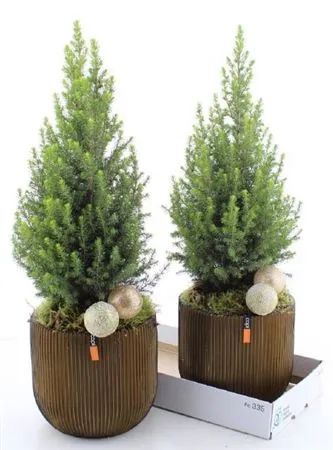 Зображення товару Ялина Магніфік в кер., артикул: 53915