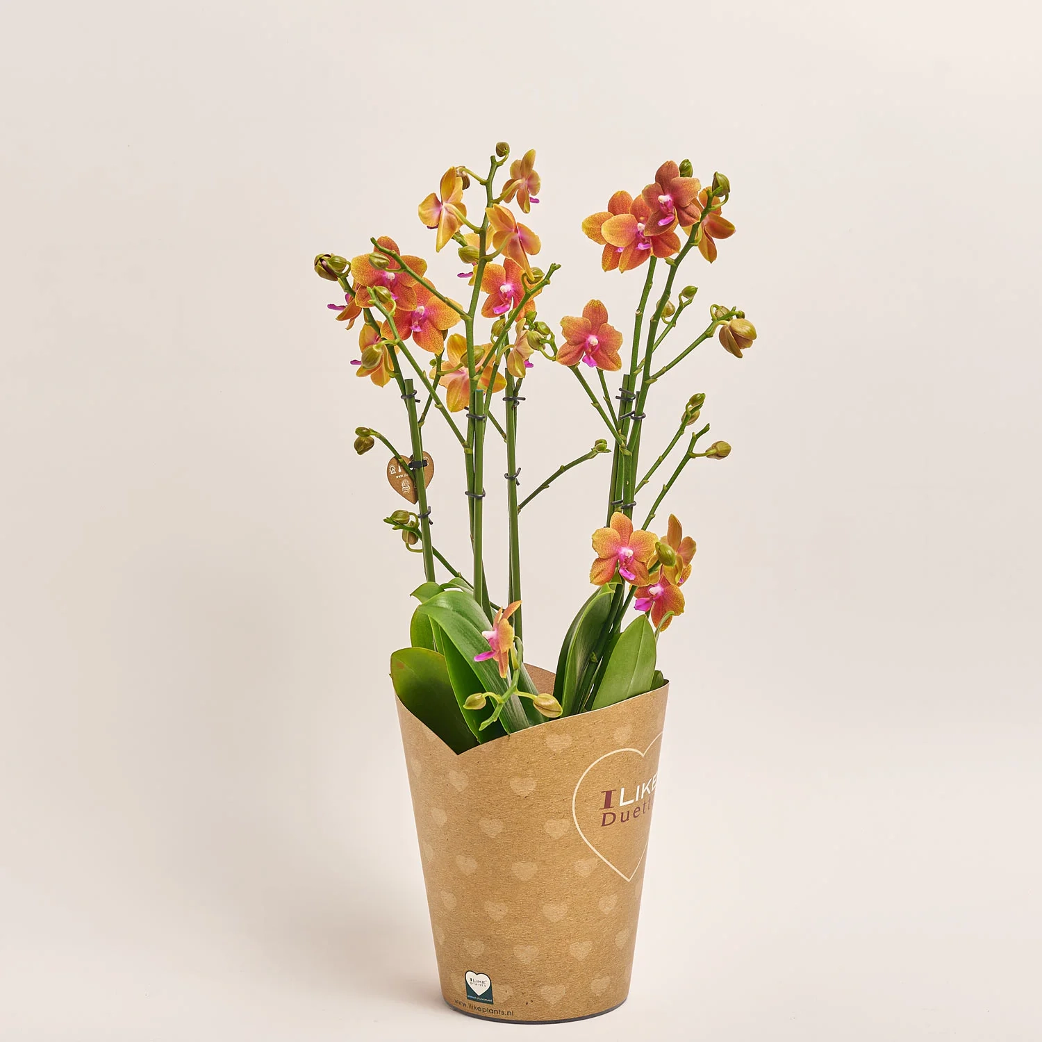 Зображення товару Фаленопсис "Дуетто Болгері" 4ст., артикул: 52758