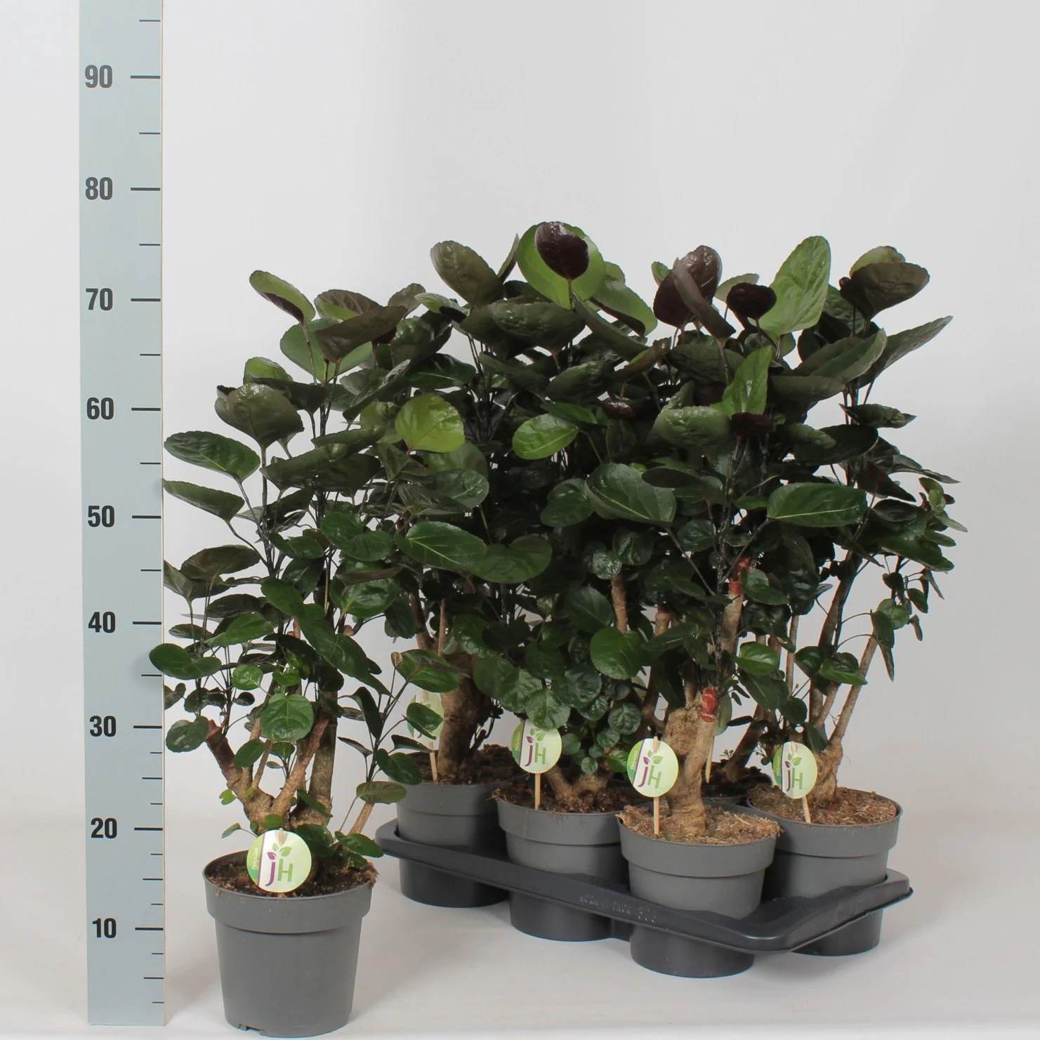 Зображення товару Полісціас Фабіан, артикул: 57540