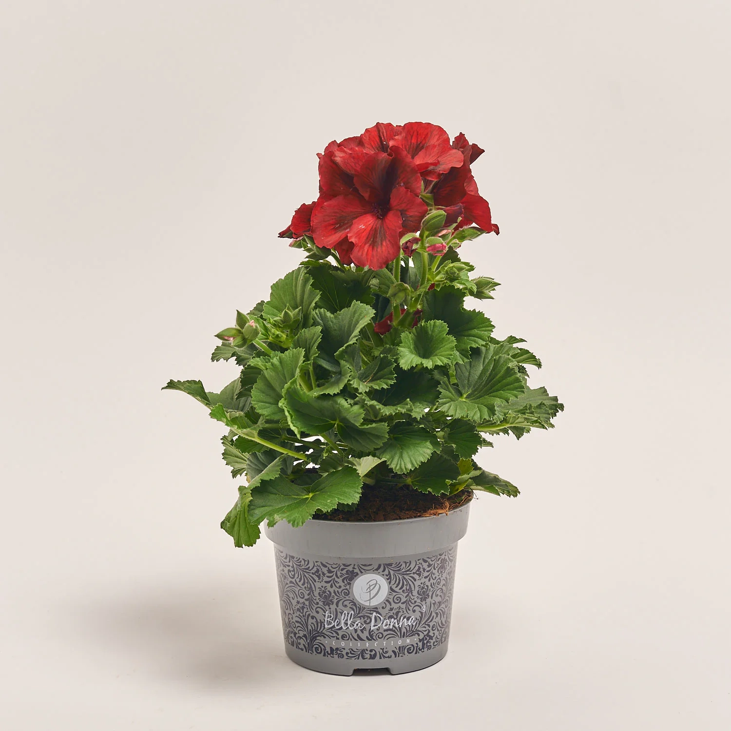 Зображення товару Пеларгонія мікс, артикул: 1279