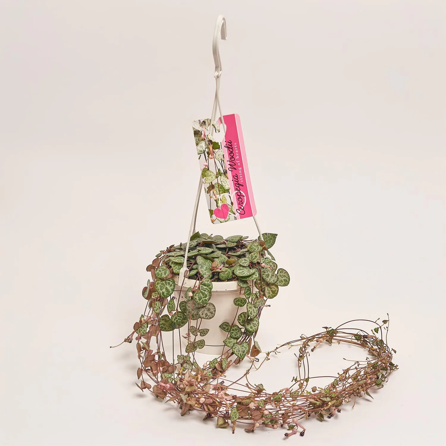 Зображення товару Церопегія Вуд Варієгатна, артикул: 52754