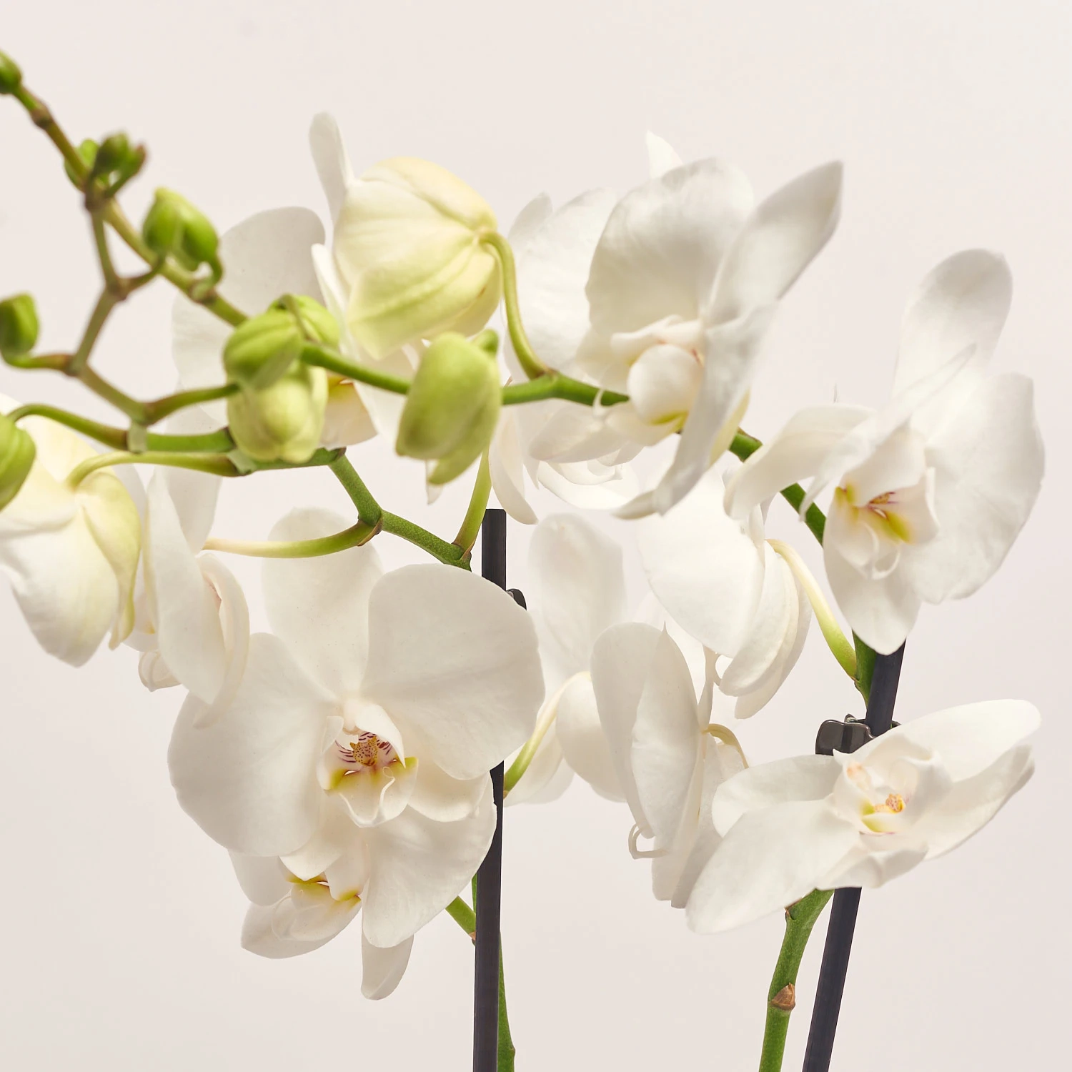 Зображення товару Фаленопсис 2ст. мікс, артикул: 18519