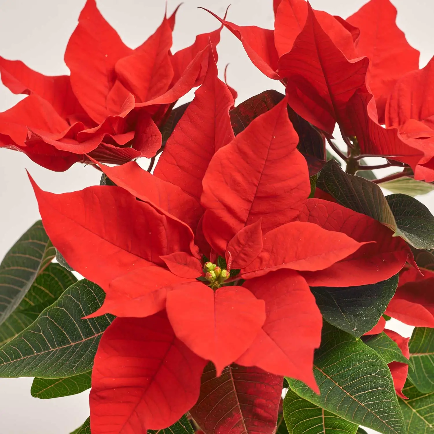 Зображення товару Пуансетія Марс, артикул: 54051