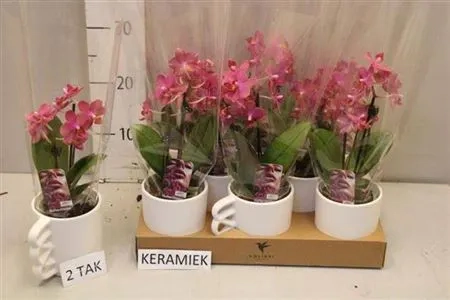 Зображення товару Фаленопсис міні в кер. 2ст. кораловий, артикул: 52469