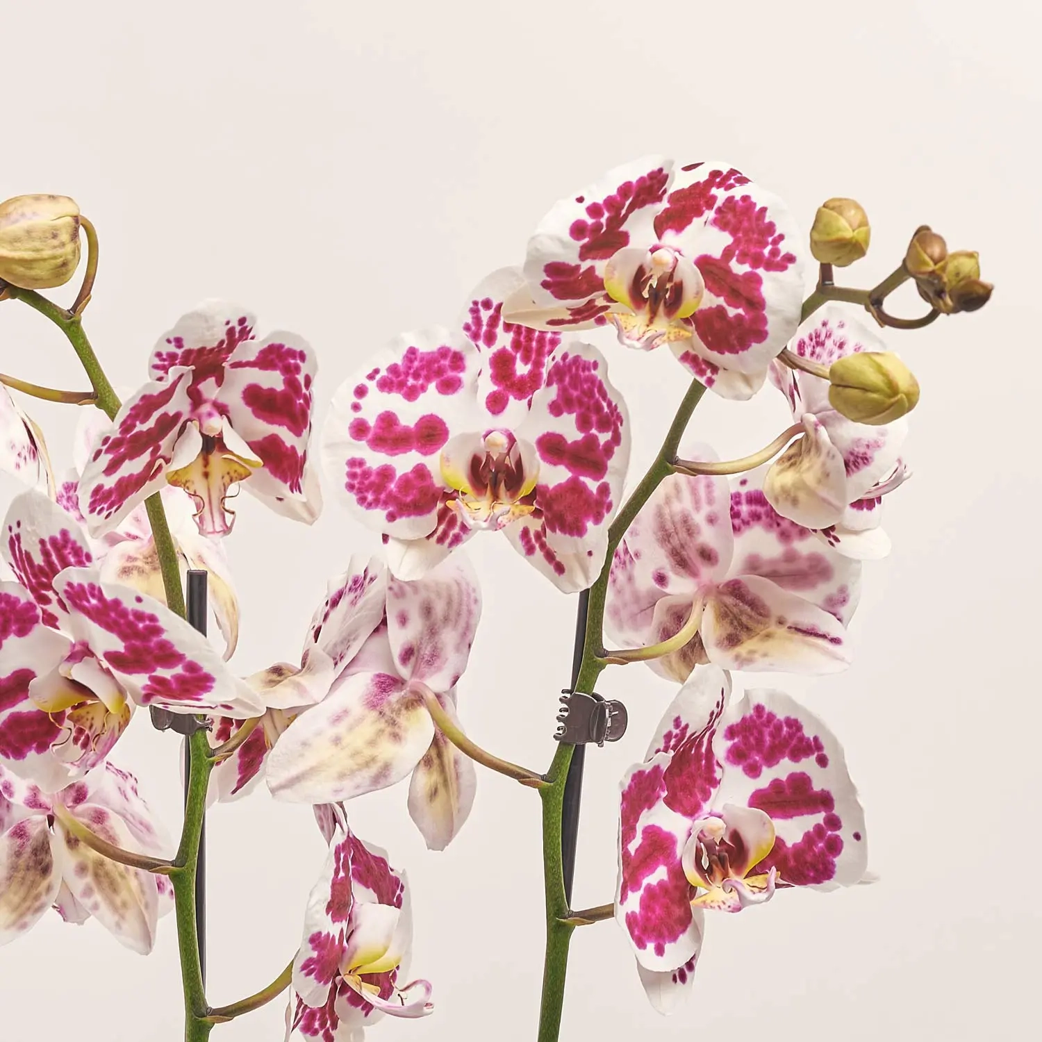 Зображення товару Фаленопсис 2ст. мікс, артикул: 18519