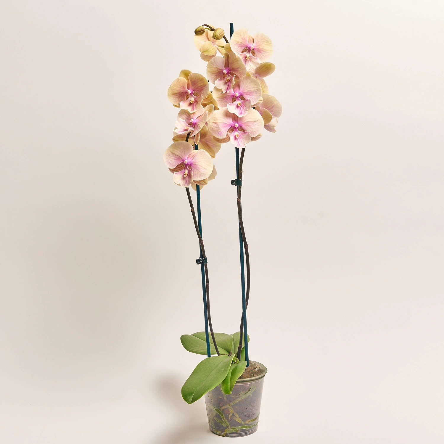 Фаленопсис "Дарія" 2ст., артикул: 52011 Зображення товару Фаленопсис "Дарія" 2ст., артикул: 52011