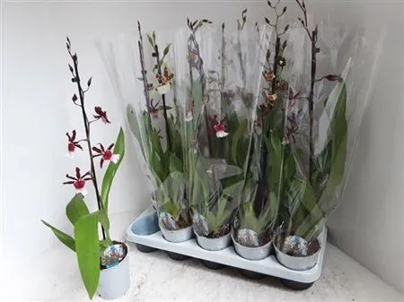 Зображення товару Камбрія мікс 1ст., артикул: 48036