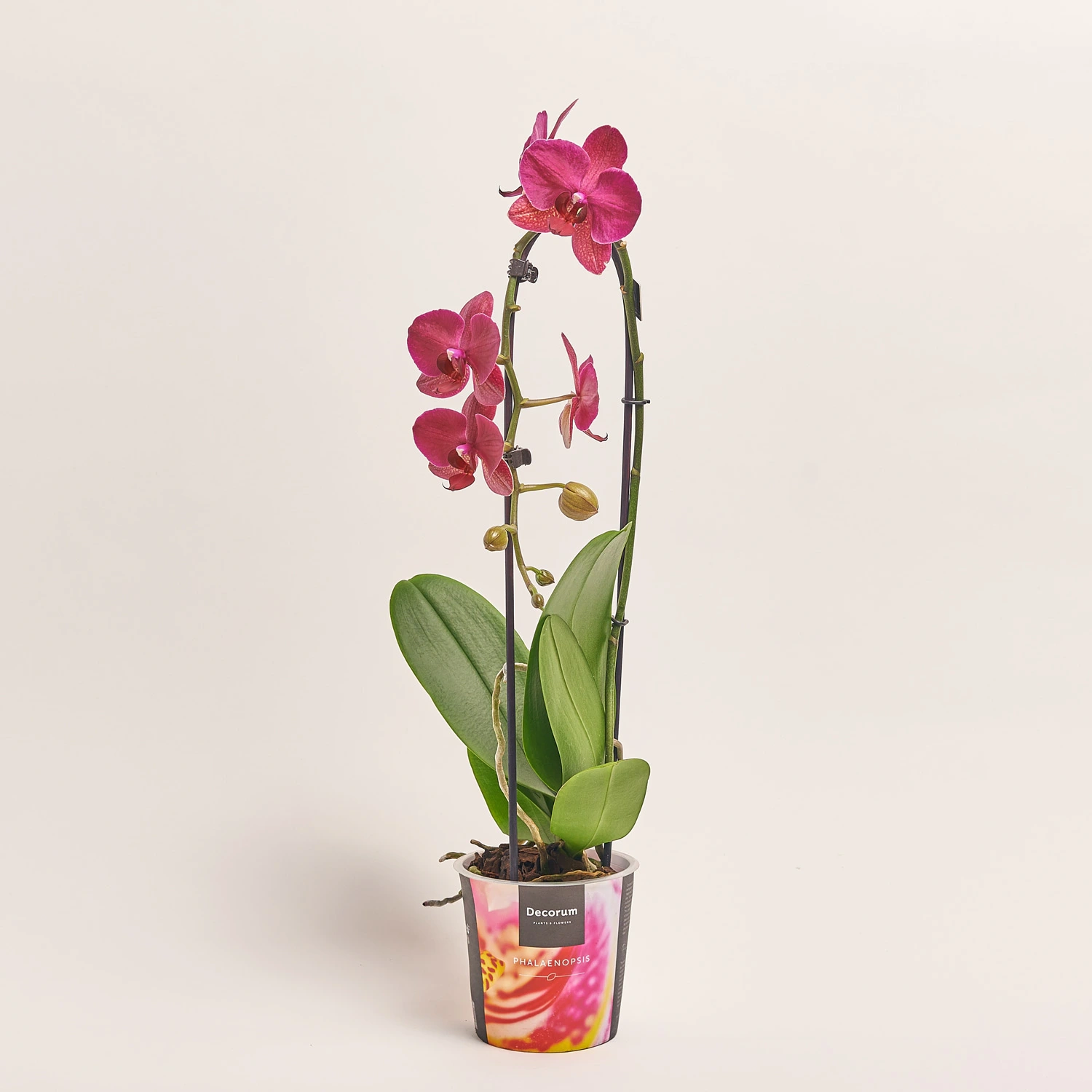 Фаленопсис каскад 1ст. Decorum мікс, артикул: 53106 Зображення товару Фаленопсис каскад 1ст. Decorum мікс, артикул: 53106