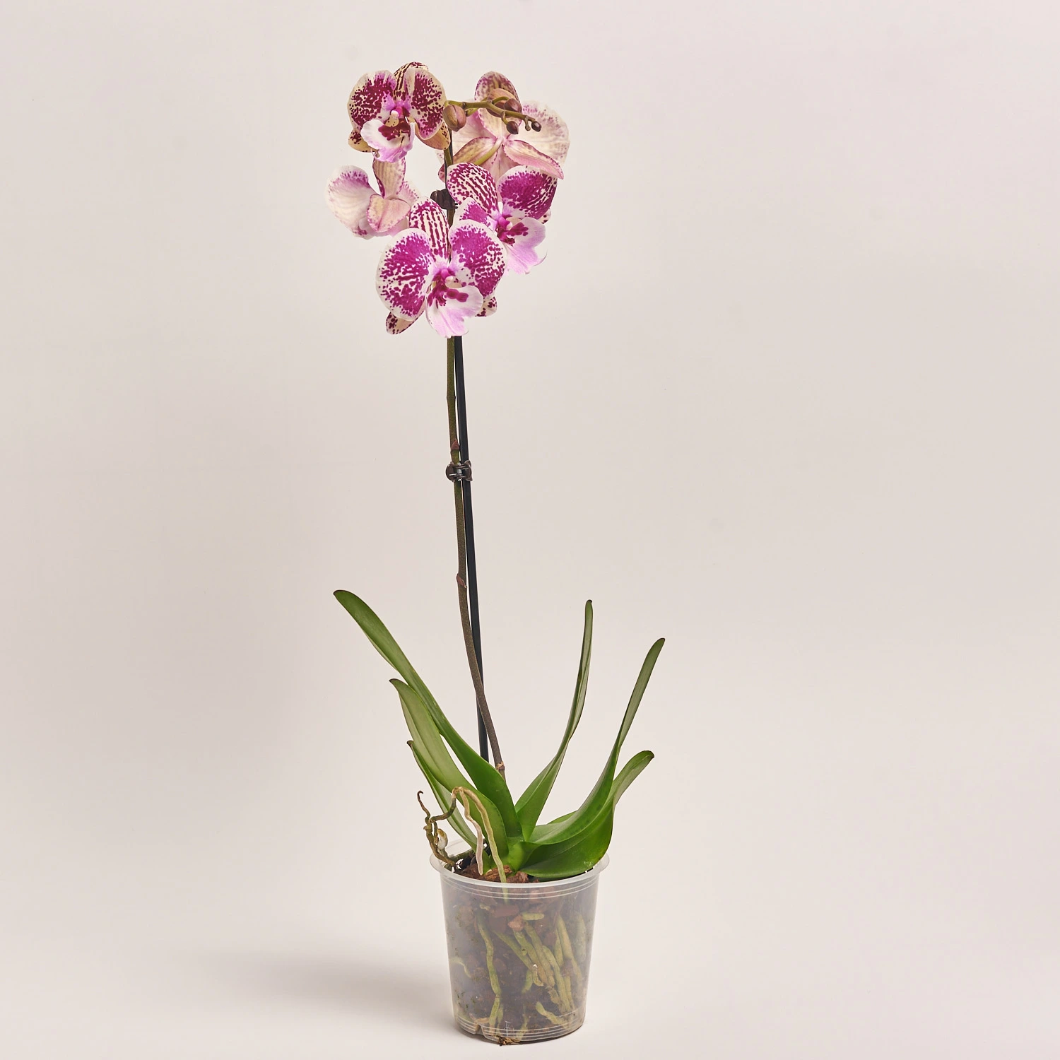 Зображення товару Фаленопсис 1ст. мікс, артикул: 21044