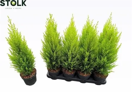 Кипарис Голдкрест Вілма, артикул: 53326 Зображення товару Кипарис Голдкрест Вілма, артикул: 53326