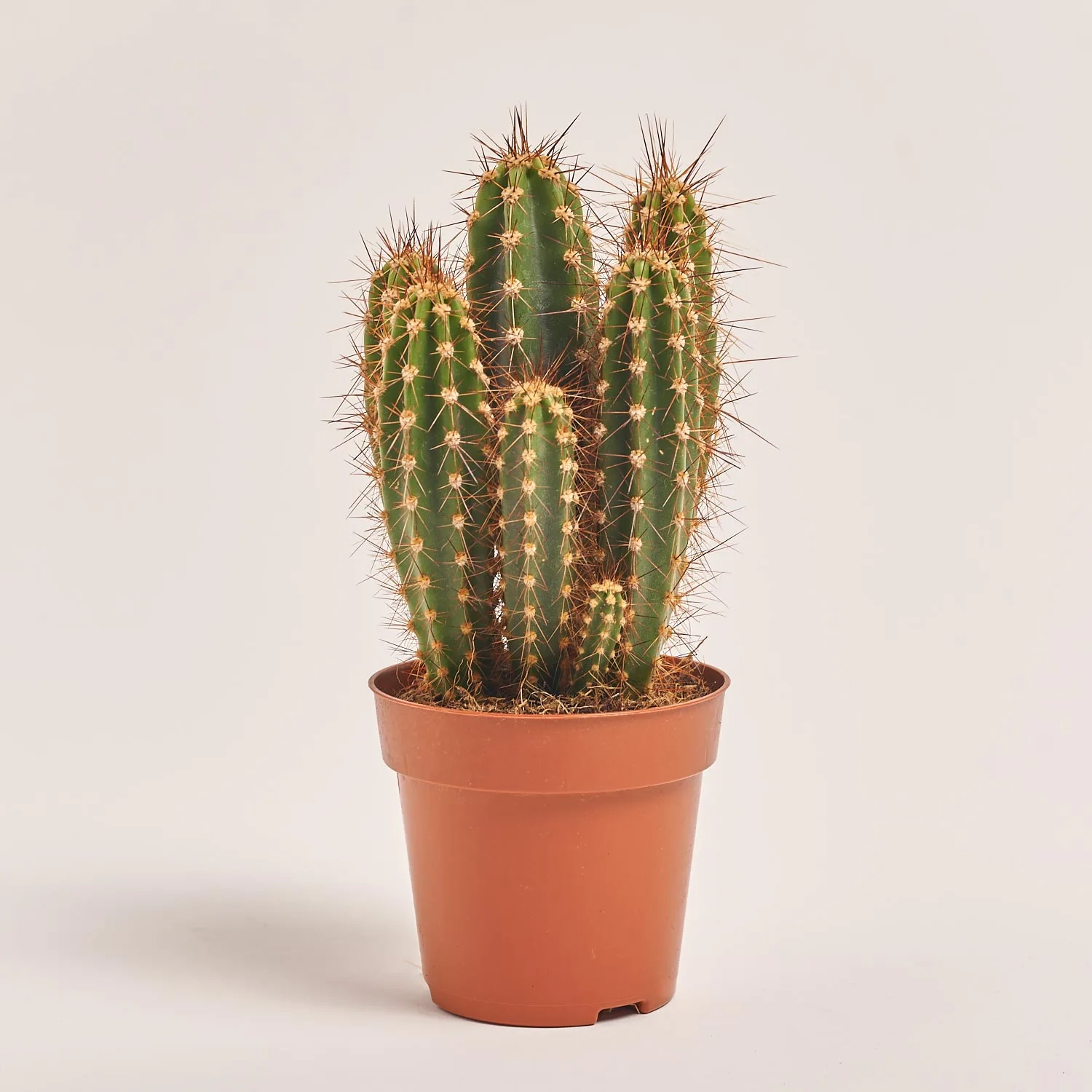 Зображення товару Кактус "Zuil" мікс, артикул: 54999