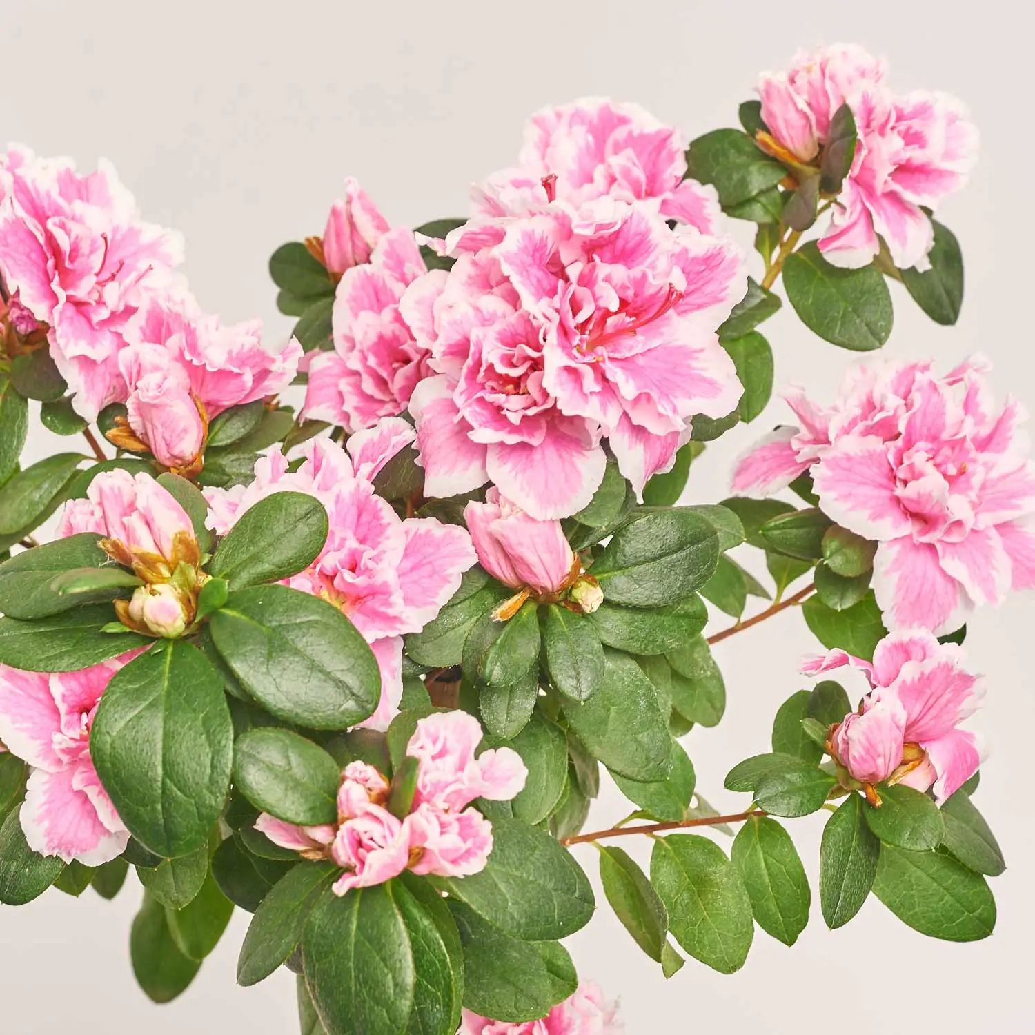 Азалія мікс штам., артикул: 25148 Зображення товару Азалія мікс штам., артикул: 25148