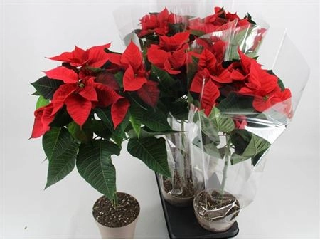 Пуансетія Крісмас Ред штамб., артикул: 32297 Зображення товару Пуансетія Крісмас Ред штамб., артикул: 32297