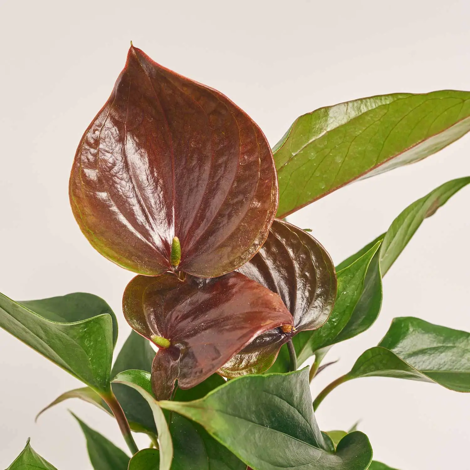 Зображення товару Антуріум Паріс Блек, артикул: 52065