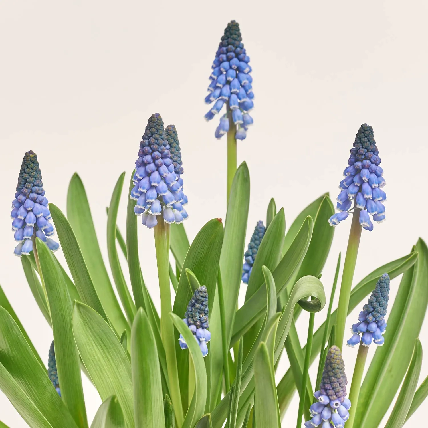 Зображення товару Мускарі Карола, артикул: 55855