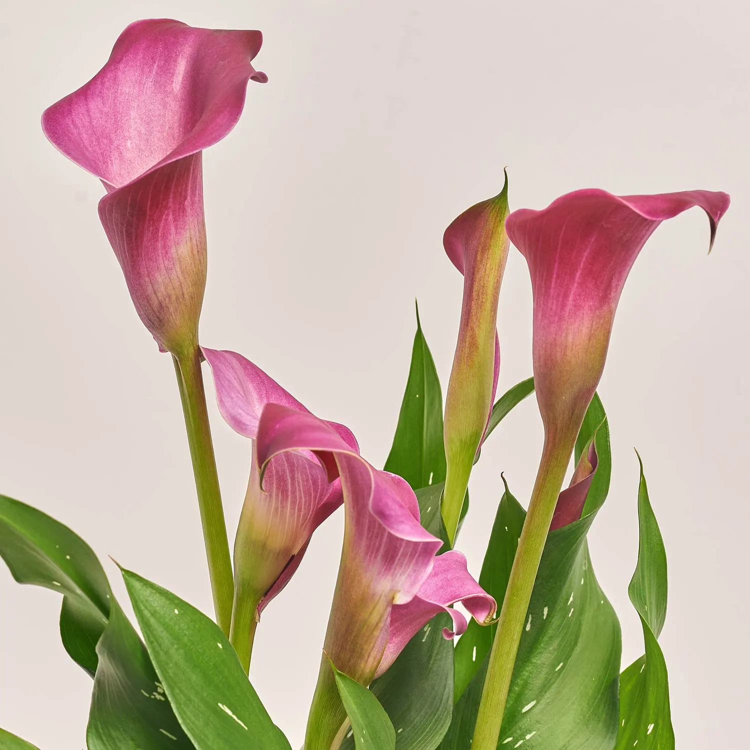 Зображення товару Зантедескія мікс, артикул: 28195