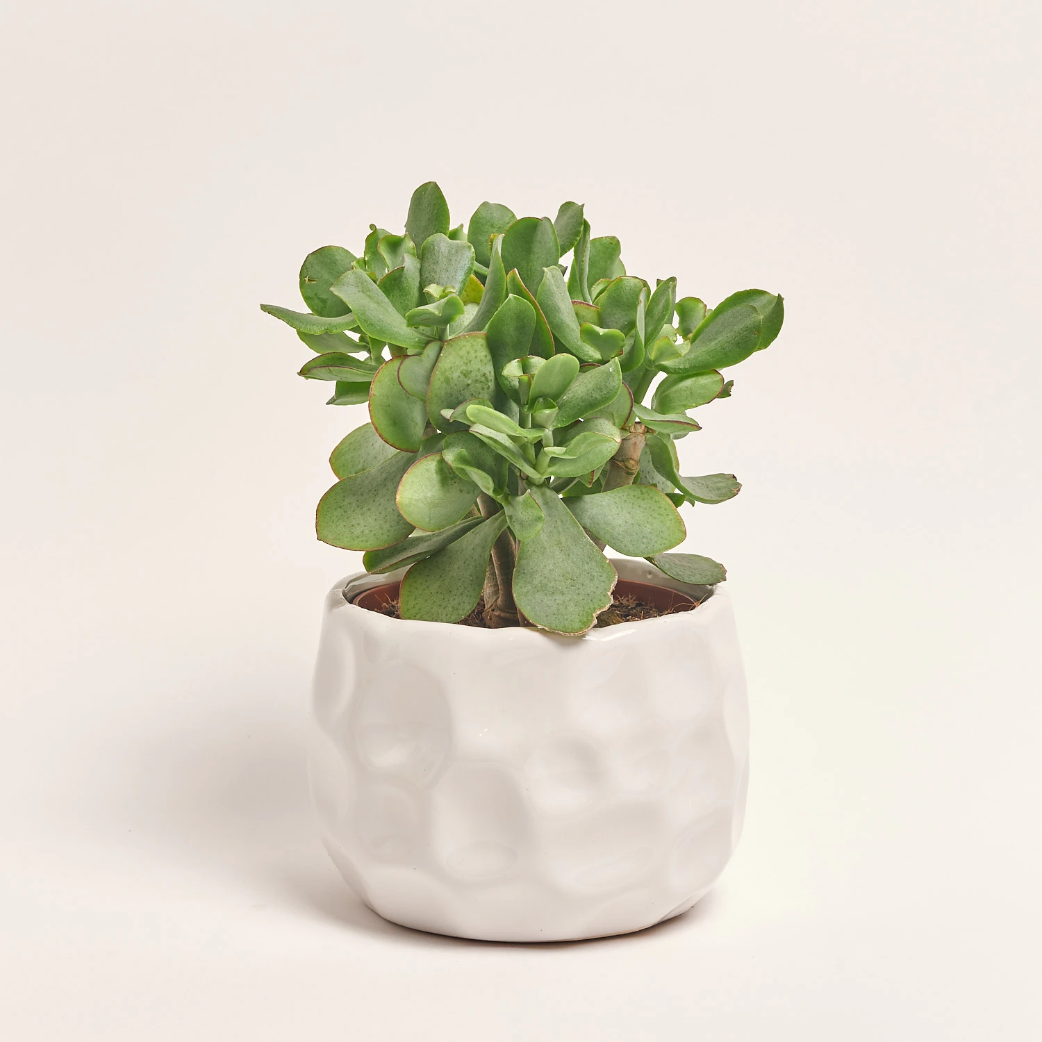 Зображення товару Сукулент мікс, артикул: 5756