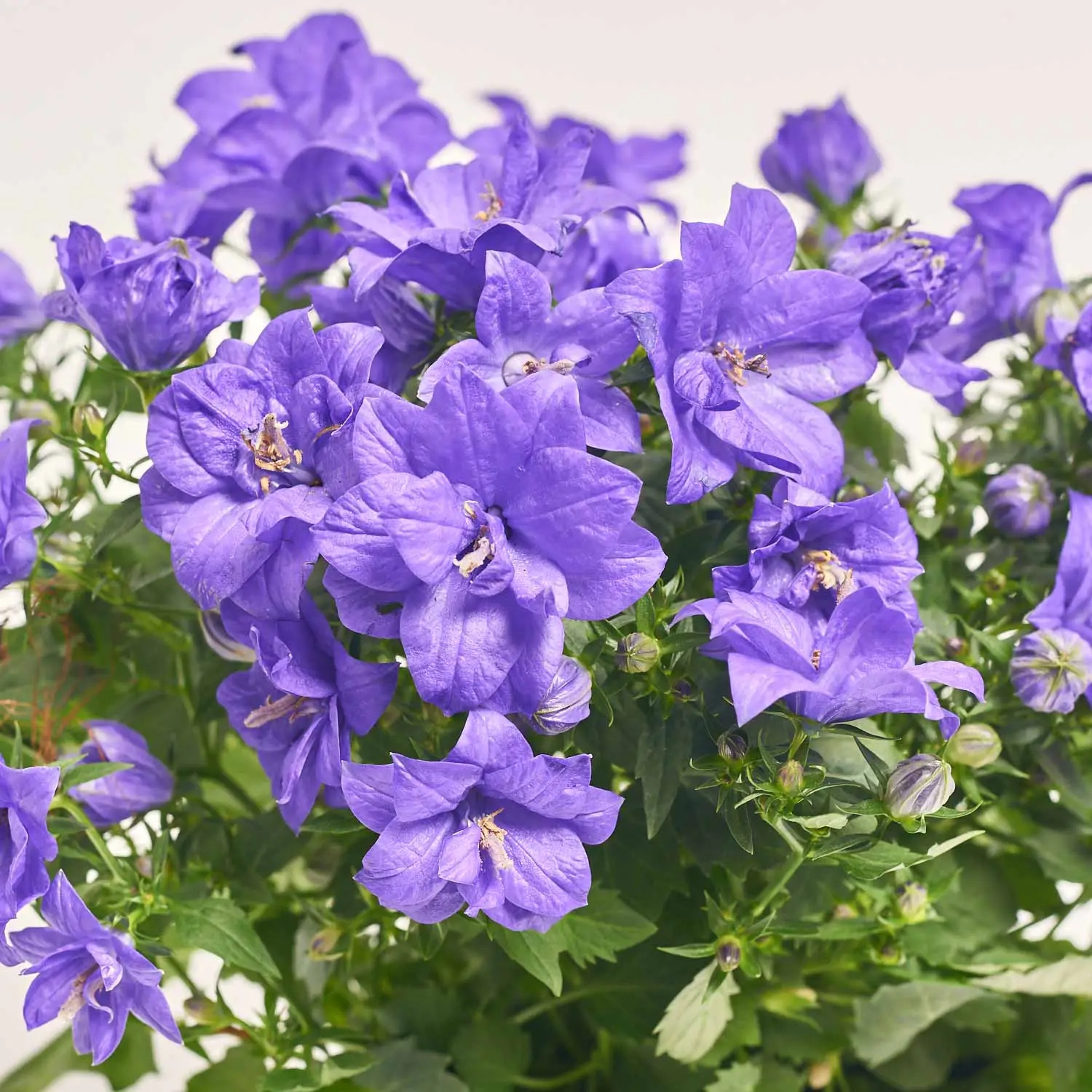 Кампанула Наполі, артикул: 1257 Зображення товару Кампанула Наполі, артикул: 1257