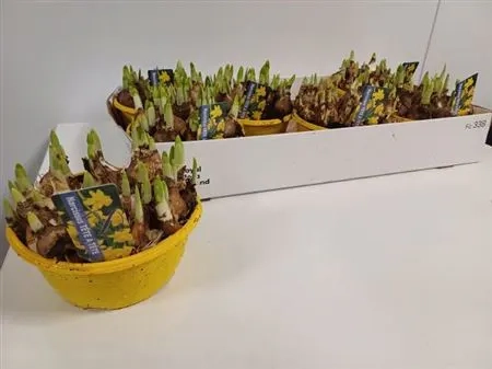 Зображення товару Нарцис Тет-а-Тет, артикул: 55221