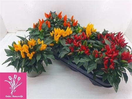Зображення товару Капсікум Сальса мікс, артикул: 40284