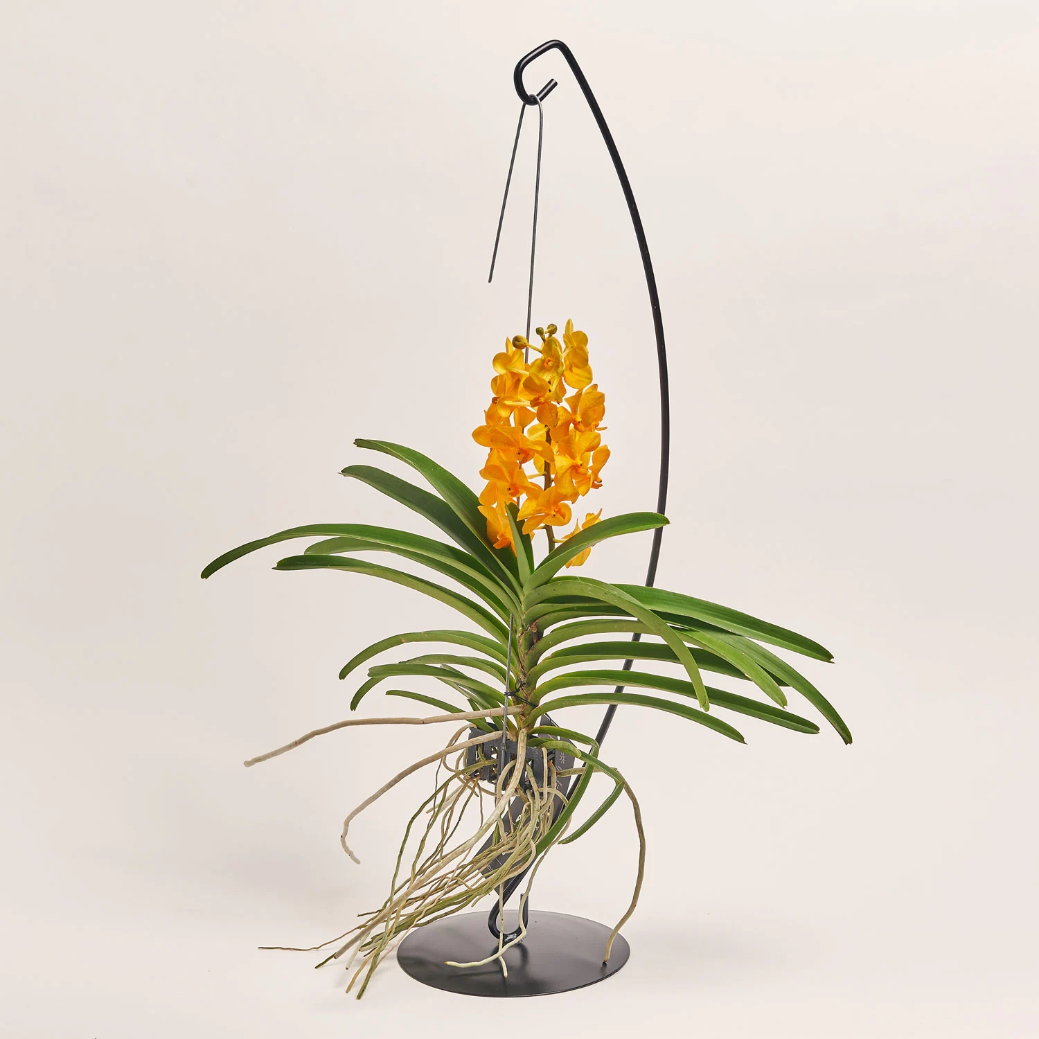 Ванда мікс на метал. підставці, артикул: 54178 Зображення товару Ванда мікс на метал. підставці, артикул: 54178