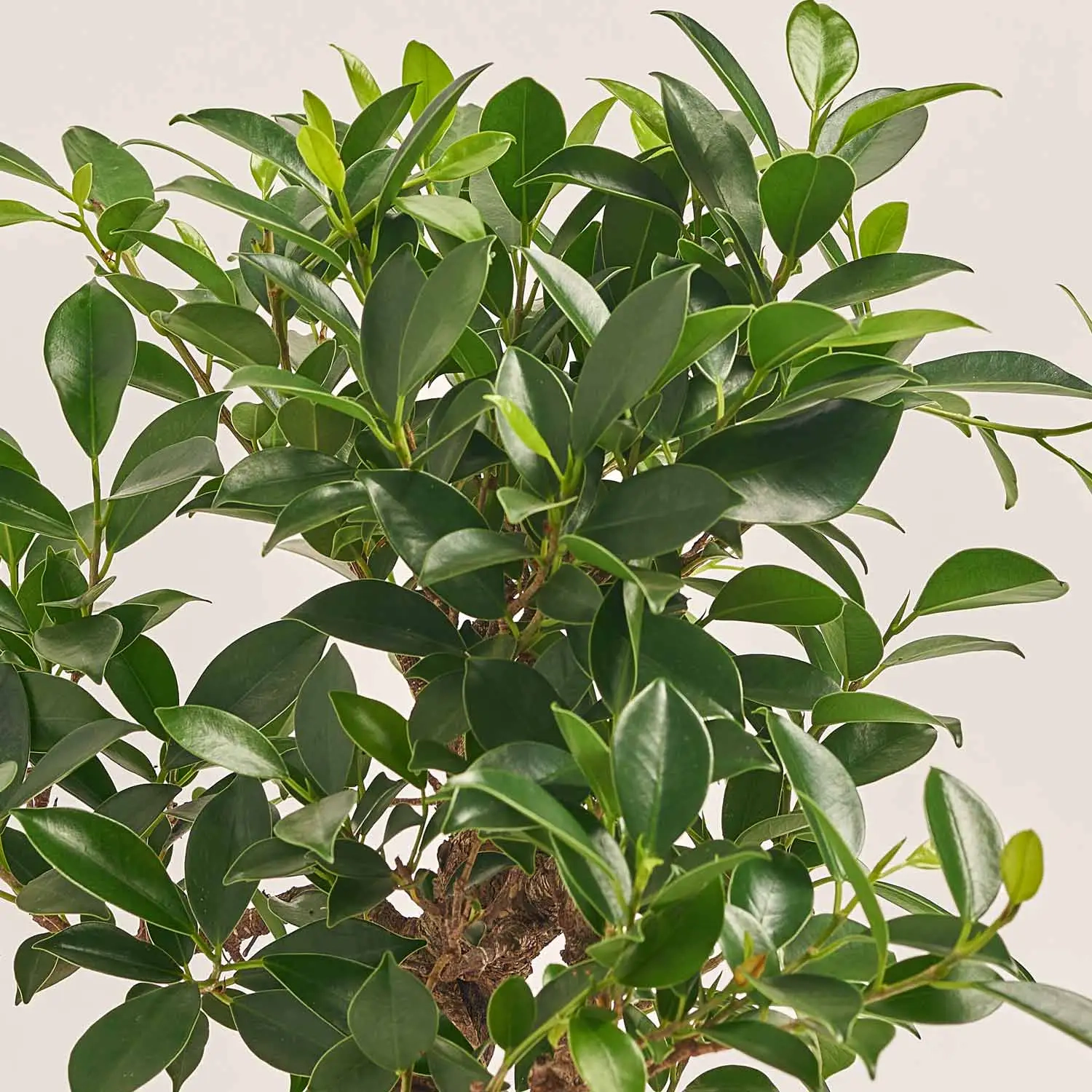 Бонсай в кер., артикул: 52984 Зображення товару Бонсай в кер., артикул: 52984