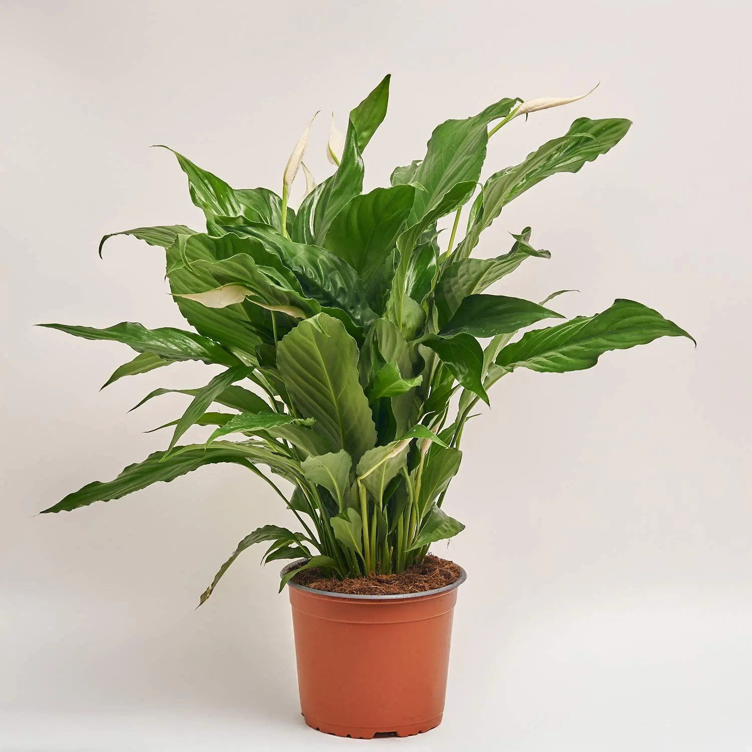 Зображення товару Спатифіллум Світ Чіко, артикул: 55520