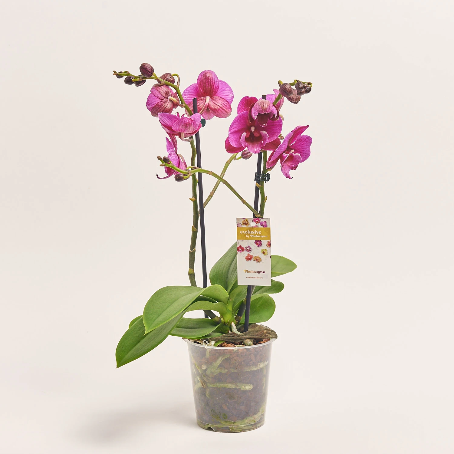 Зображення товару Фаленопсис 2ст. мікс, артикул: 25844