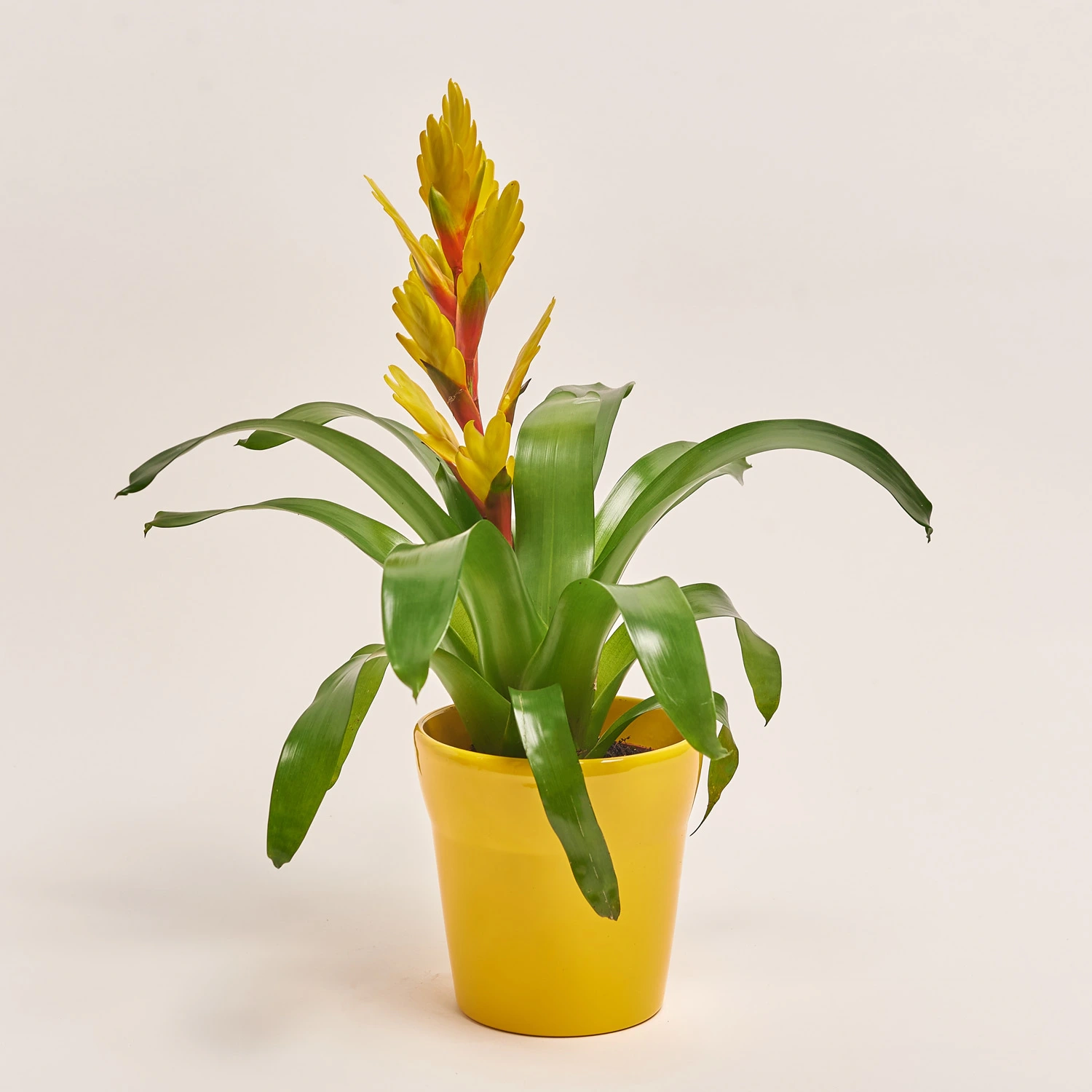 Врієзія мікс в кер., артикул: 33386 Зображення товару Врієзія мікс в кер., артикул: 33386