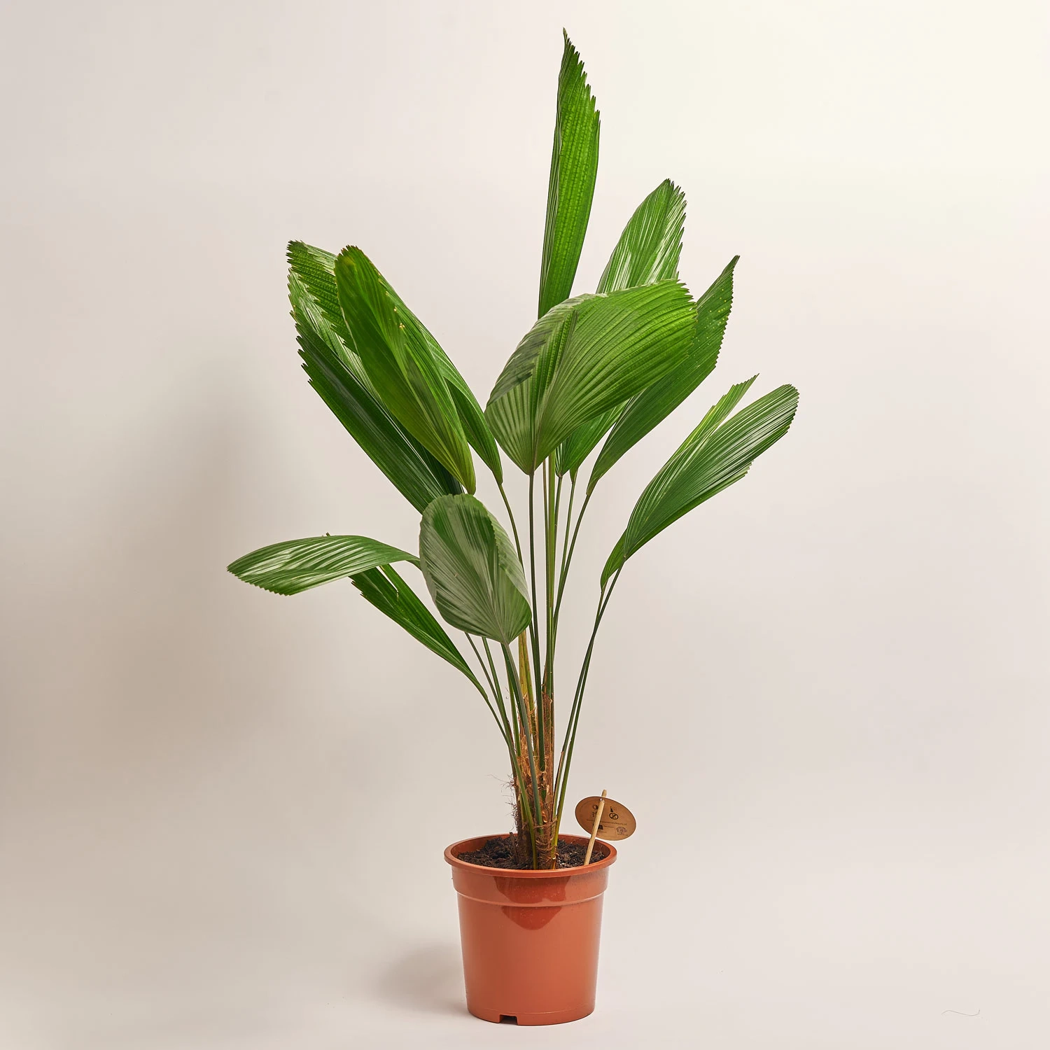 Зображення товару Лікуала, артикул: 52618