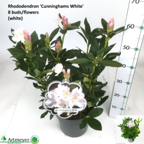 Зображення товару Рододендрон Каннінгемс Вайт, артикул: 57619