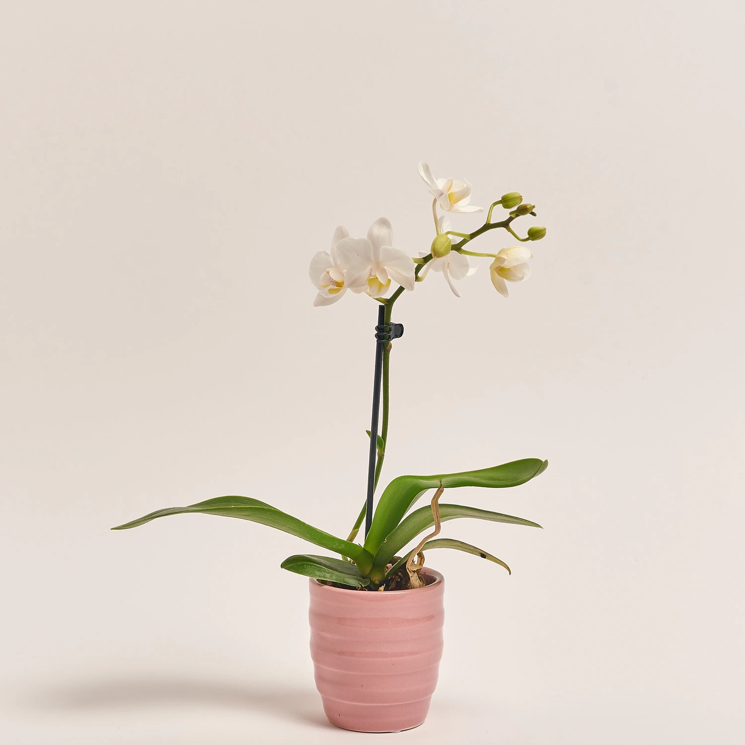 Фаленопсис міні в кер.і 1ст., артикул: 2716 Зображення товару Фаленопсис міні в кер.і 1ст., артикул: 2716