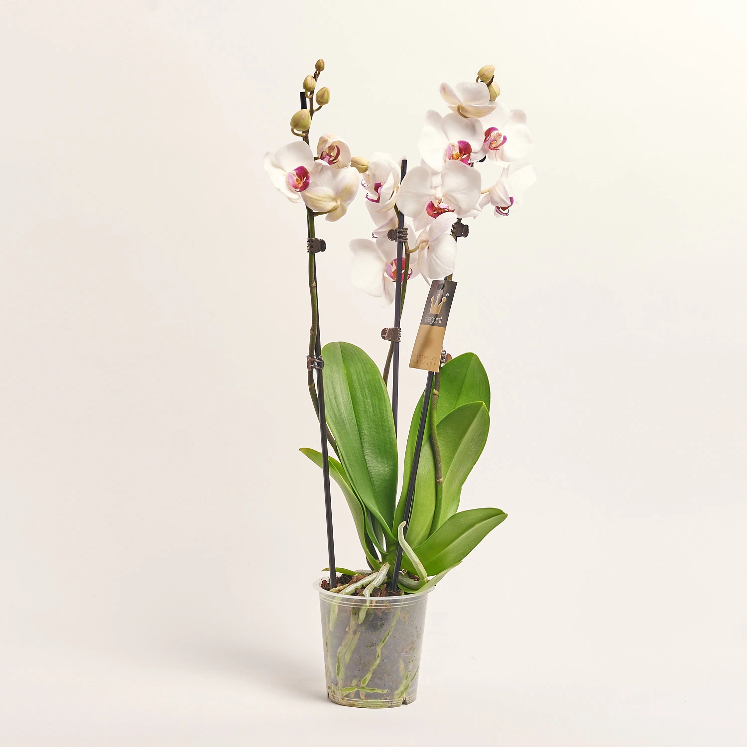 Зображення товару Фаленопсис 3ст. мікс, артикул: 1316