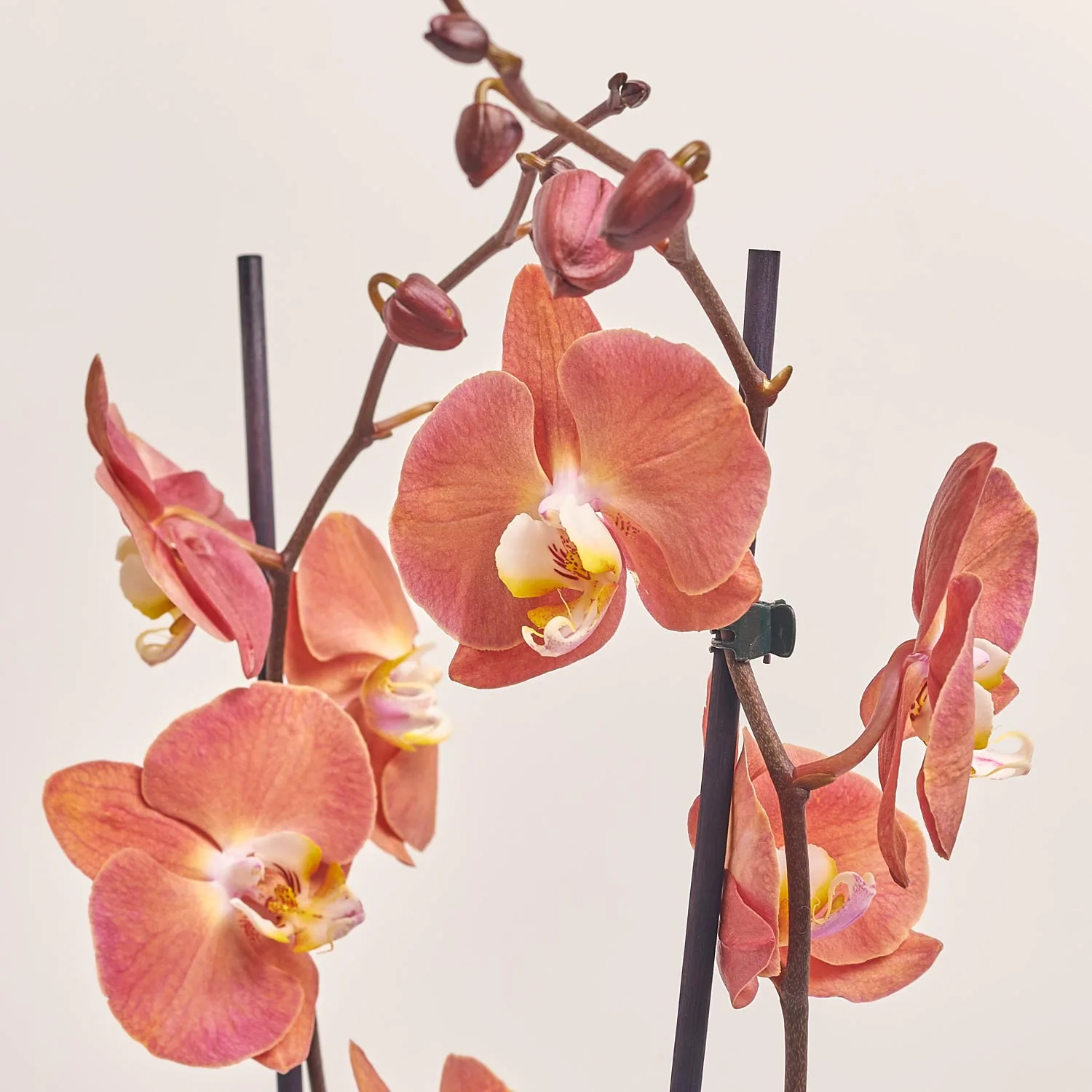 Зображення товару Фаленопсис 2ст. мікс, артикул: 18519