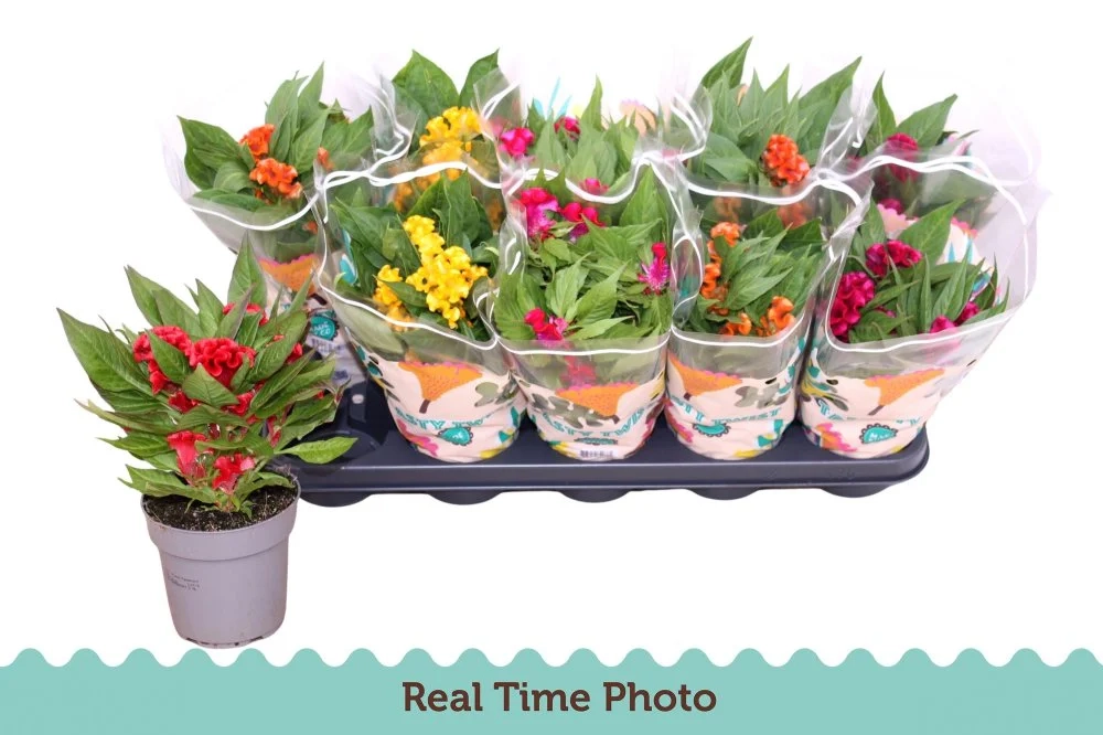 Зображення товару Целозія Твіст мікс, артикул: 57693