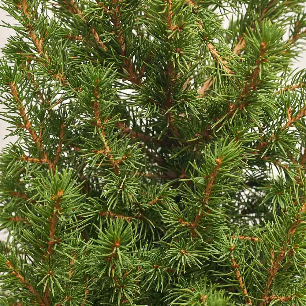 Ялина Десембер, артикул: 54227 Зображення товару Ялина Десембер, артикул: 54227