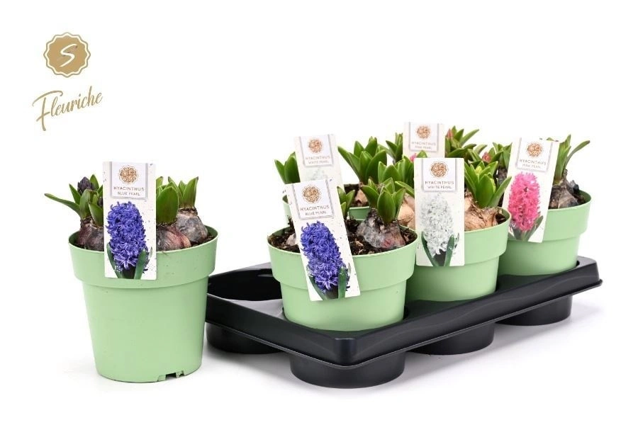 Зображення товару Гіацинт мікс, артикул: 57216
