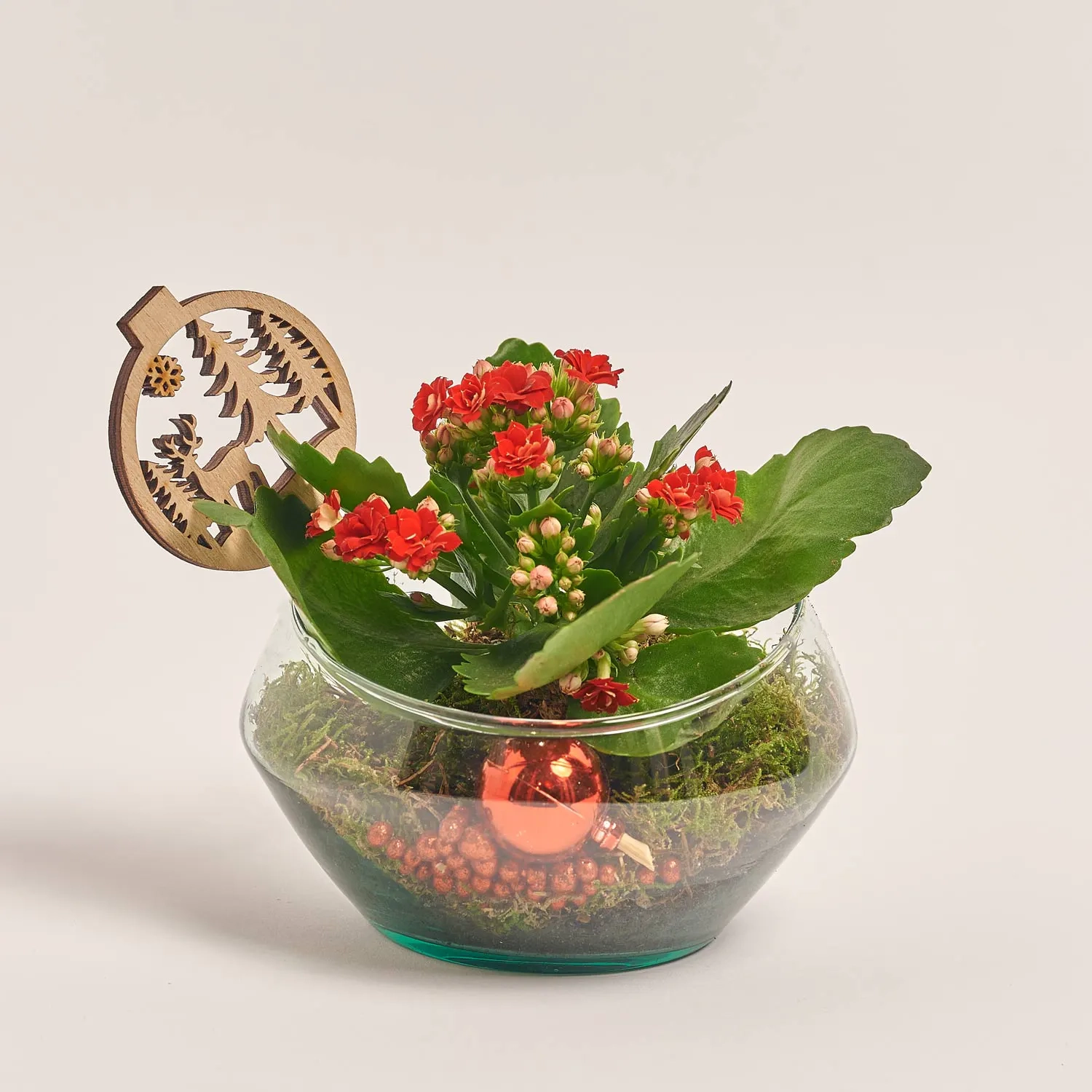 Зображення товару Композиція Каланхоє у склі, артикул: 44720