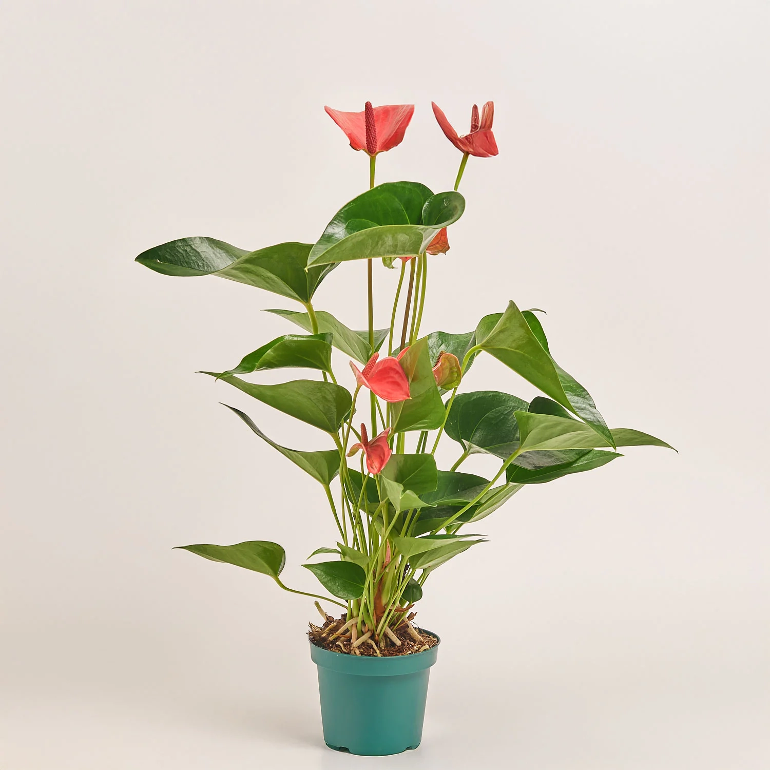 Зображення товару Антуріум Меліто, артикул: 55157