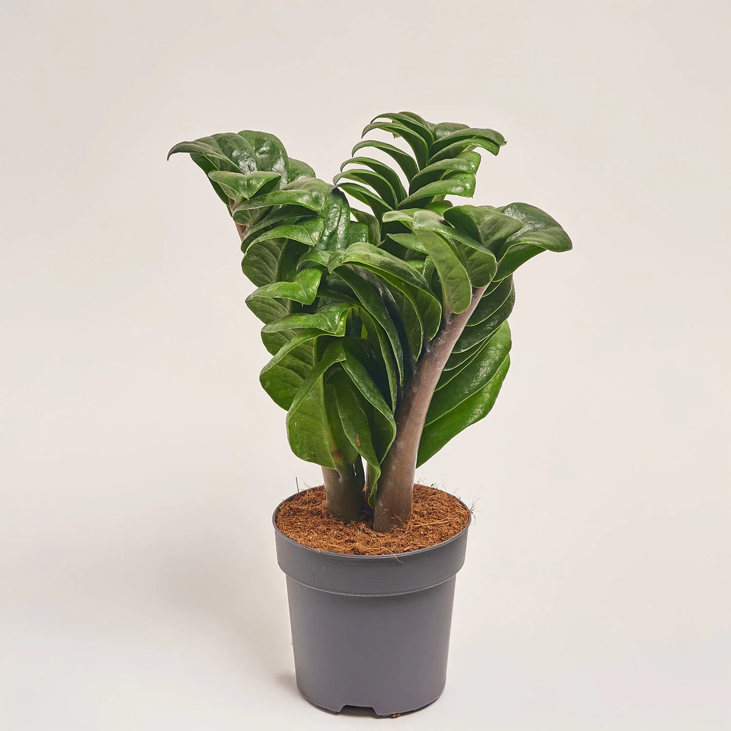 Заміокулькас Зензі 4ст., артикул: 50509 Зображення товару Заміокулькас Зензі 4ст., артикул: 50509