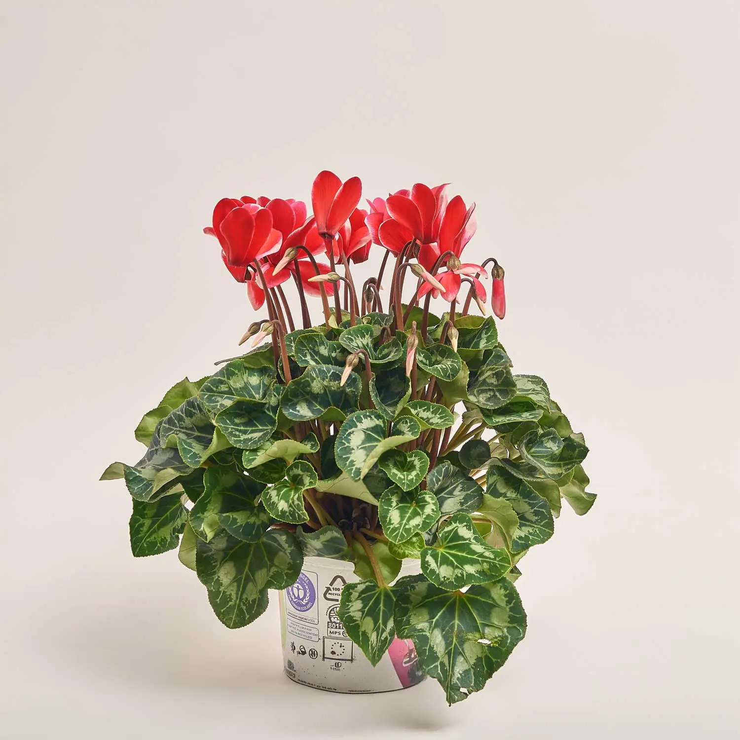 Цикламен XL мікс, артикул: 2671 Зображення товару Цикламен XL мікс, артикул: 2671