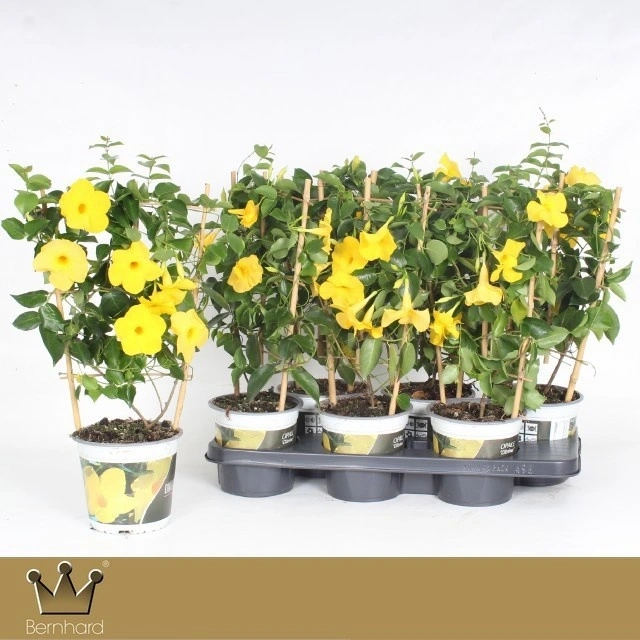 Зображення товару Мандевілла Цитрина, артикул: 56942