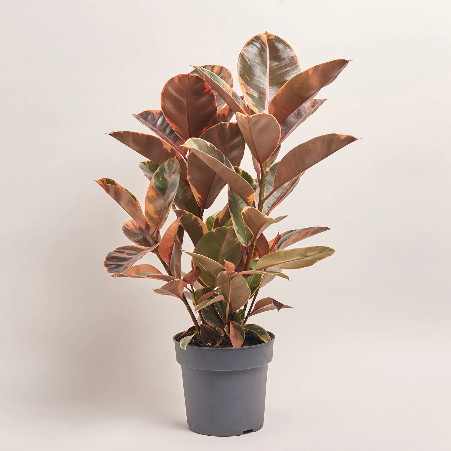 Зображення товару Фікус ел Белізе 3ст., артикул: 54948