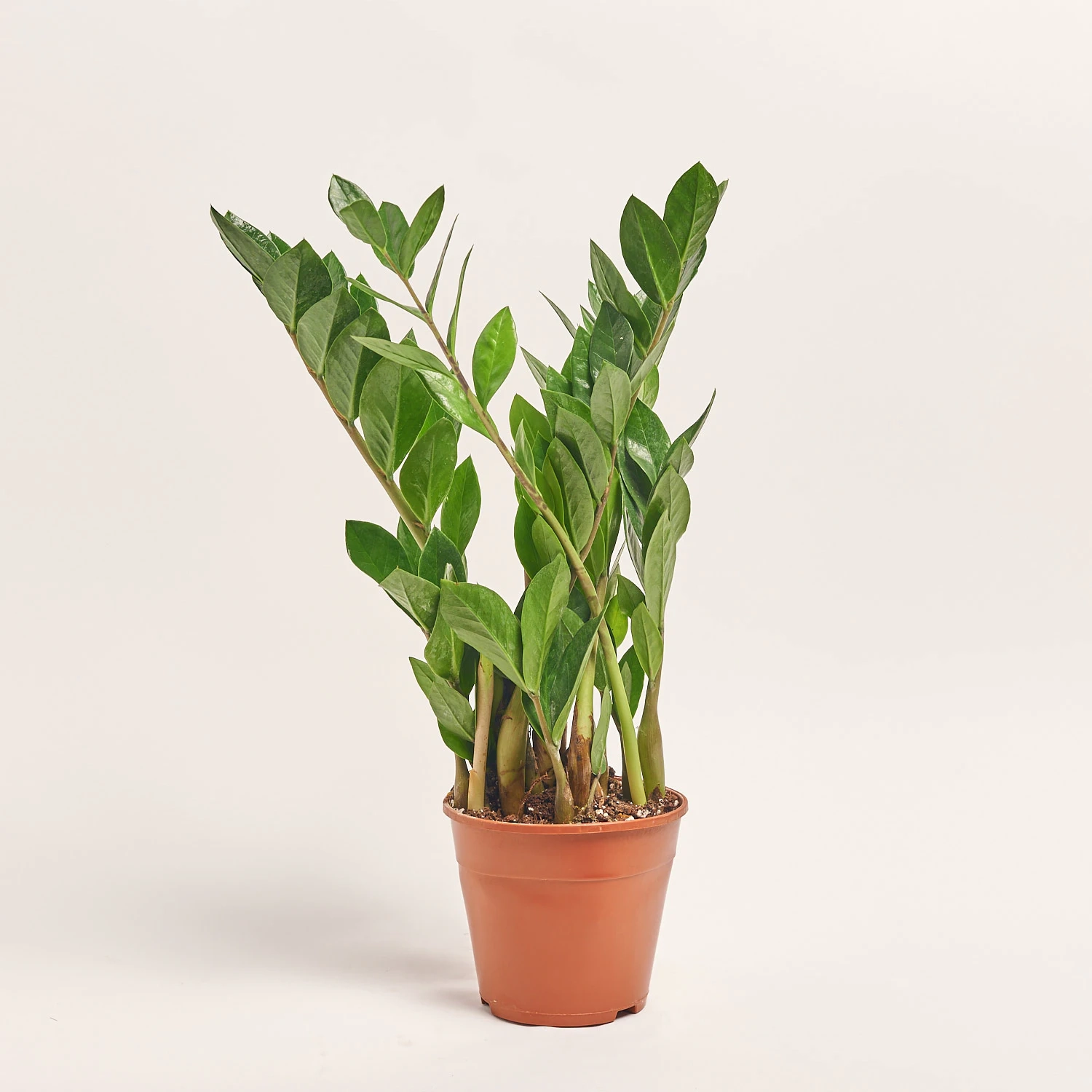 Зображення товару Заміокулькас 5ст., артикул: 40138