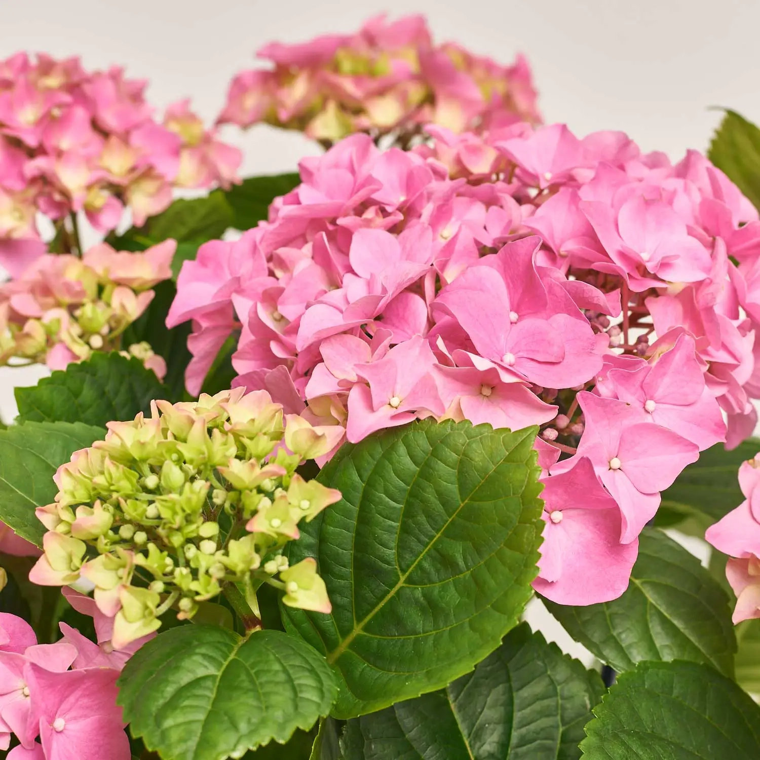 Гортензія рожева 8ст., артикул: 39267 Зображення товару Гортензія рожева 8ст., артикул: 39267