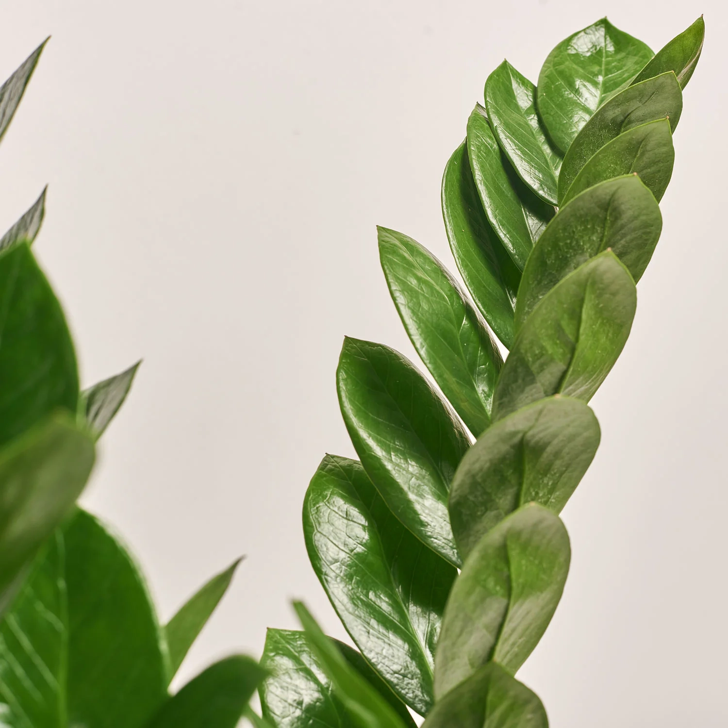 Зображення товару Заміокулькас 6ст., артикул: 51744