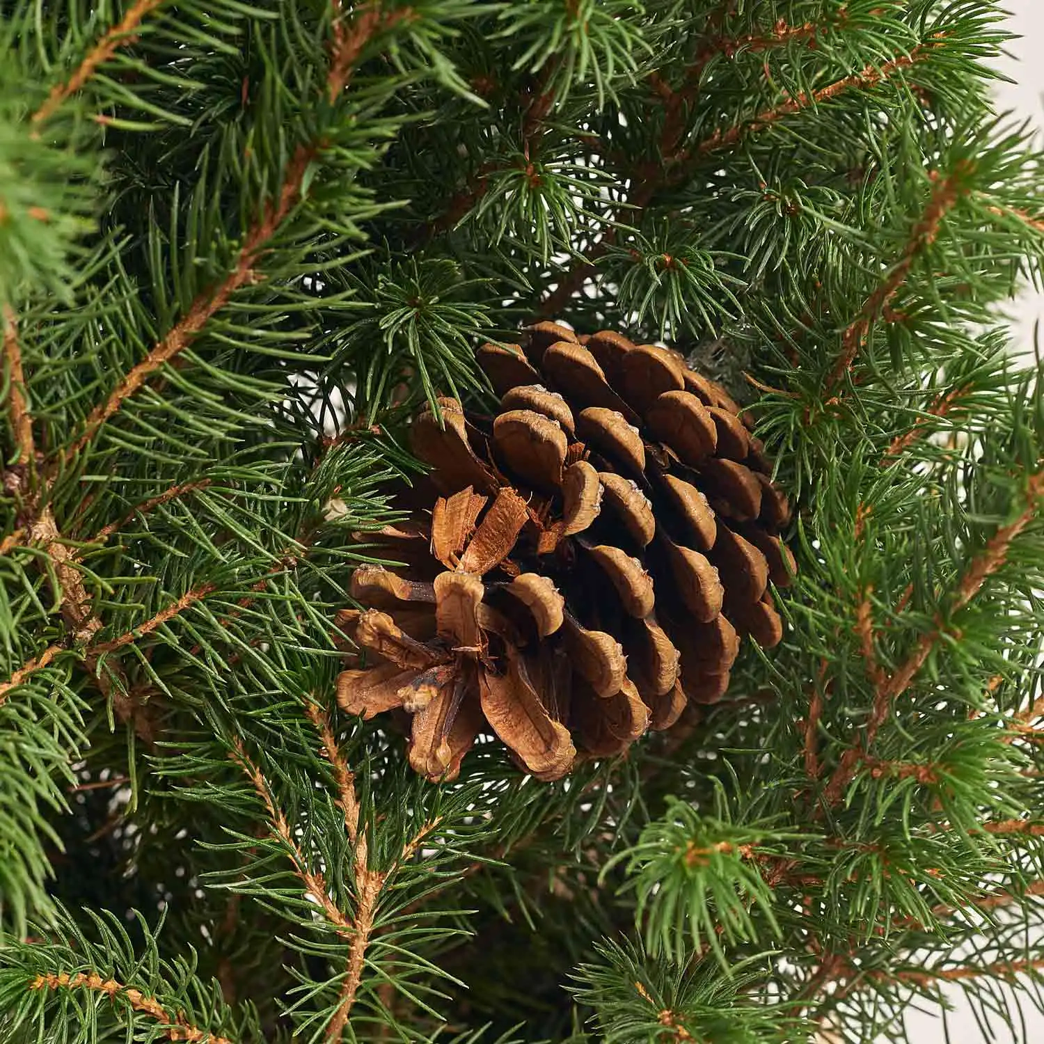 Ялина Перфекта в мішку, артикул: 54058 Зображення товару Ялина Перфекта в мішку, артикул: 54058