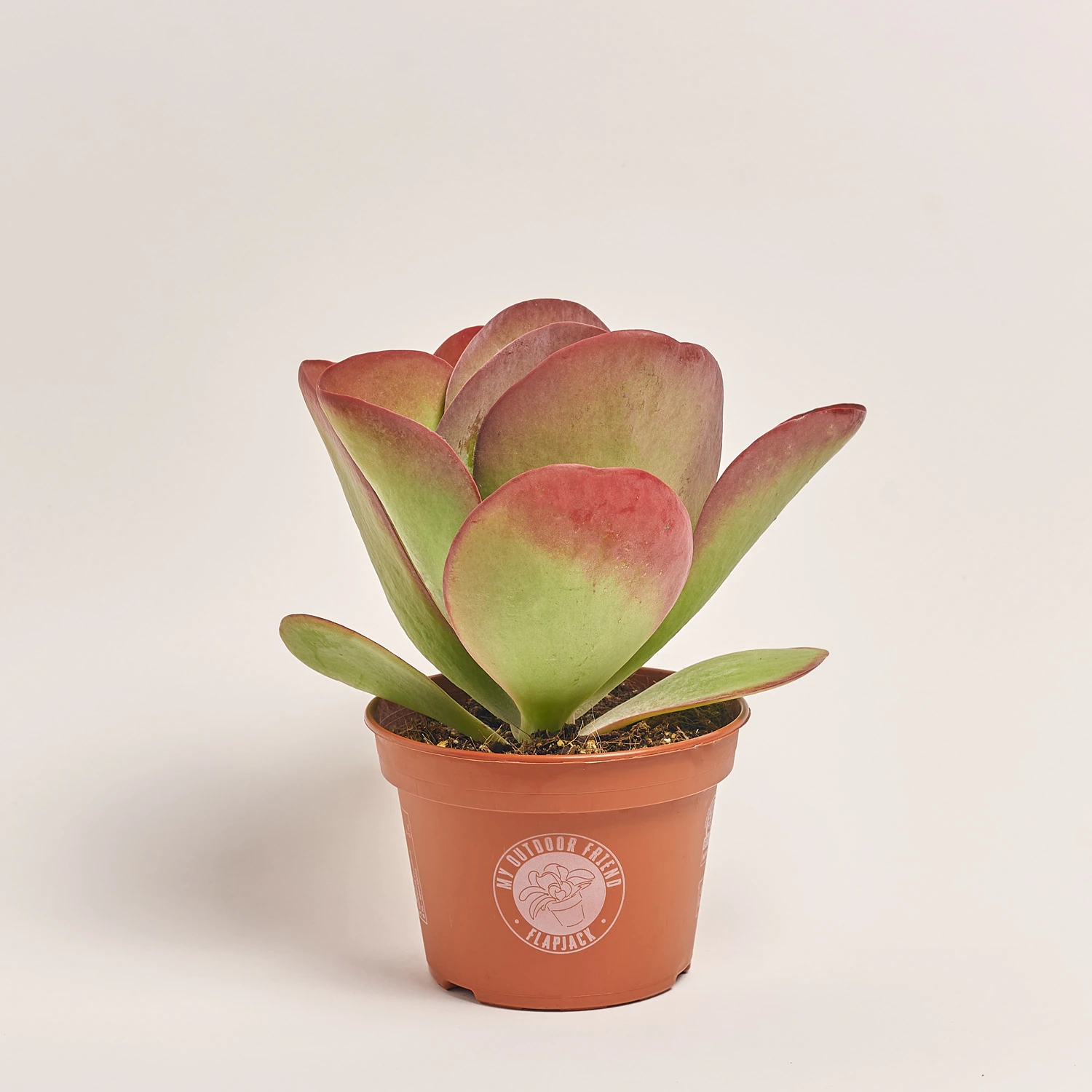 Каланхоє Турсіфлора, артикул: 53073 Зображення товару Каланхоє Турсіфлора, артикул: 53073